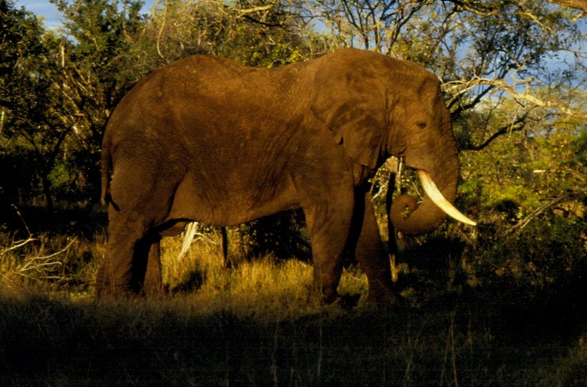 ein afrikanischer Elefant im Sabi Sabi Private Game Reserve in Sdafrika im Mai 1990
