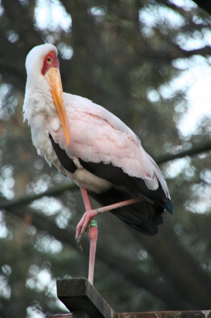 Ein Afrikanischer Nimmersatt (Mycteria ibis) posiert hoch Oben vor der Kamera. Zoo Dresden am 7.12.2009.