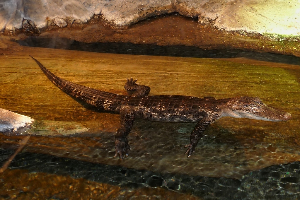 Ein Alligator im Houston Aquarium (27.05.09)