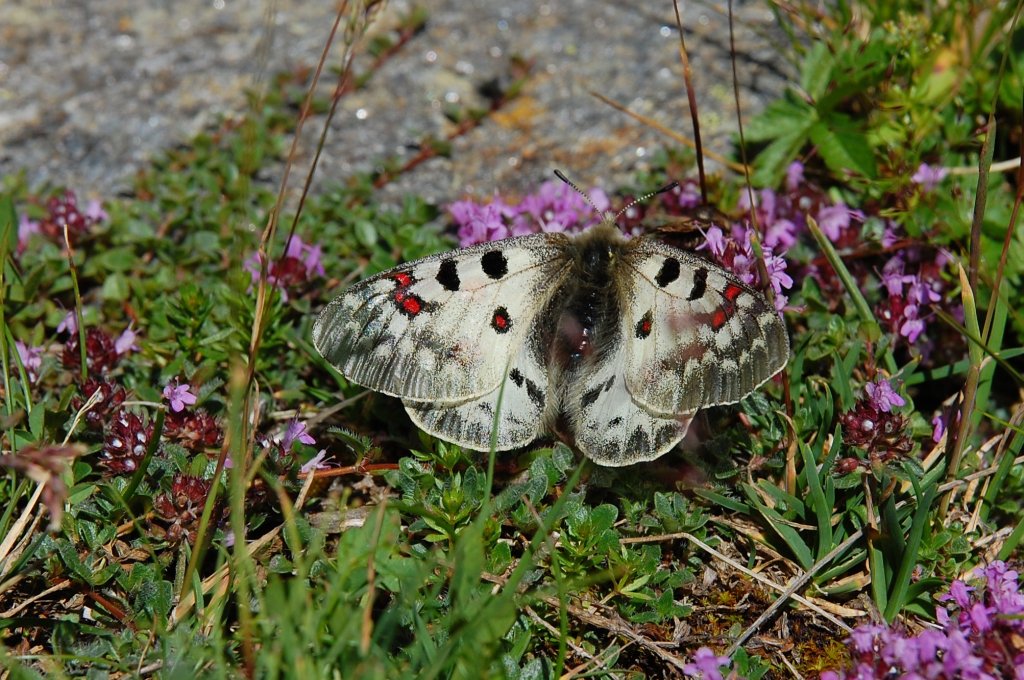 Ein Alpen Apollo - Parnassius Phoebus !