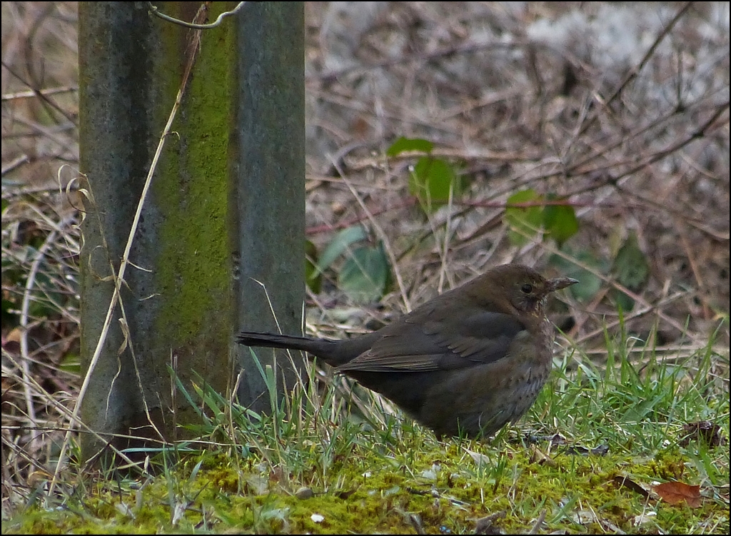 Ein Amsel Weibchen (Turdus merula), auch Schwarzdrossel genannt, sitzt verngstigt am Boden. 21.02.2013 (Jeanny)