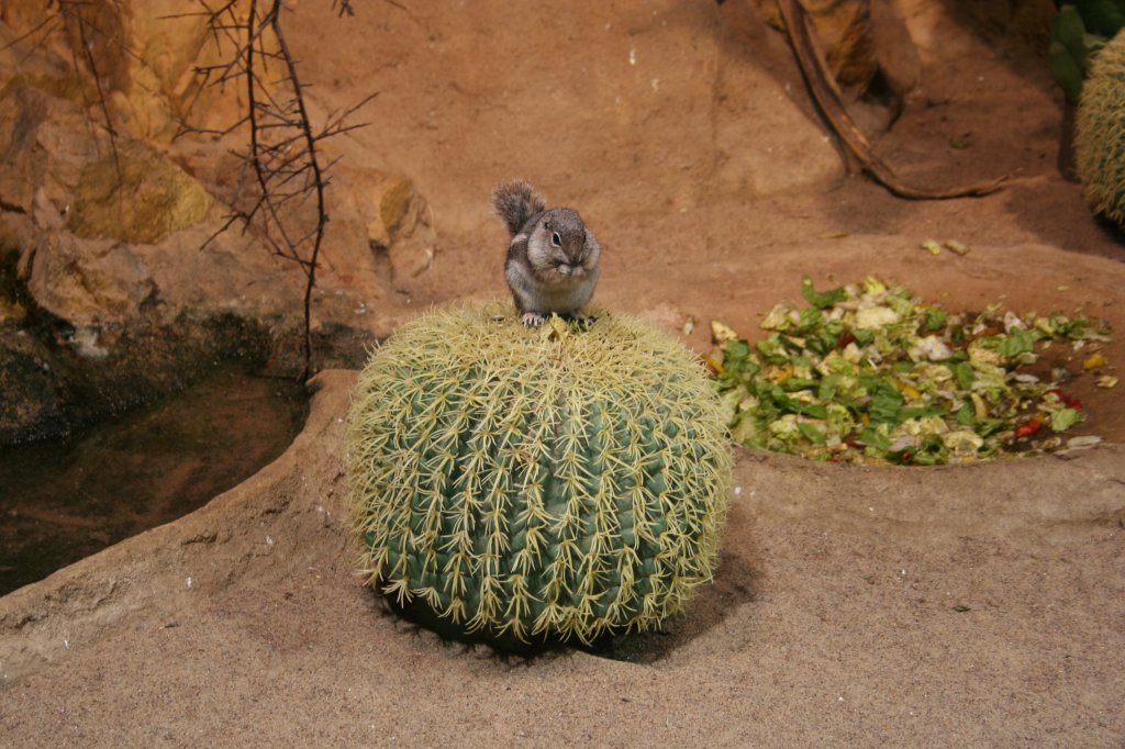 Ein Antilopenziesel (Ammospermophilus) sitzt auf einem Kaktus. Skansen Aquarium am 13.12.2008.