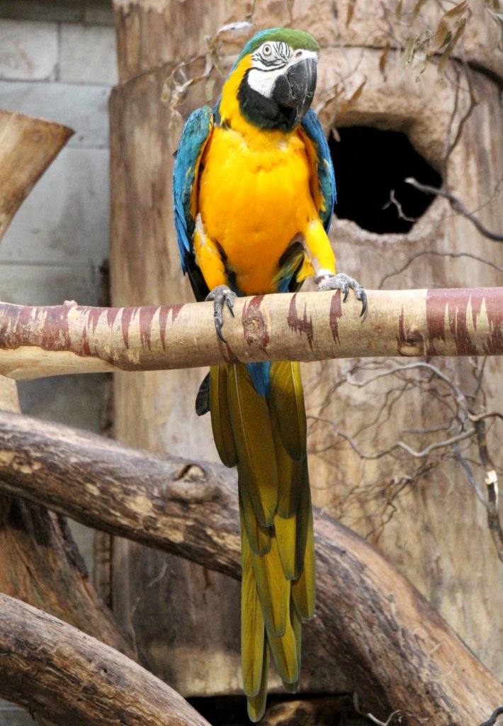 Ein Ararauna oder auch Gelbbrustara (Ara ararauna) posiert auf einem Ast. Zoo Berlin am 25.2.2010.

	