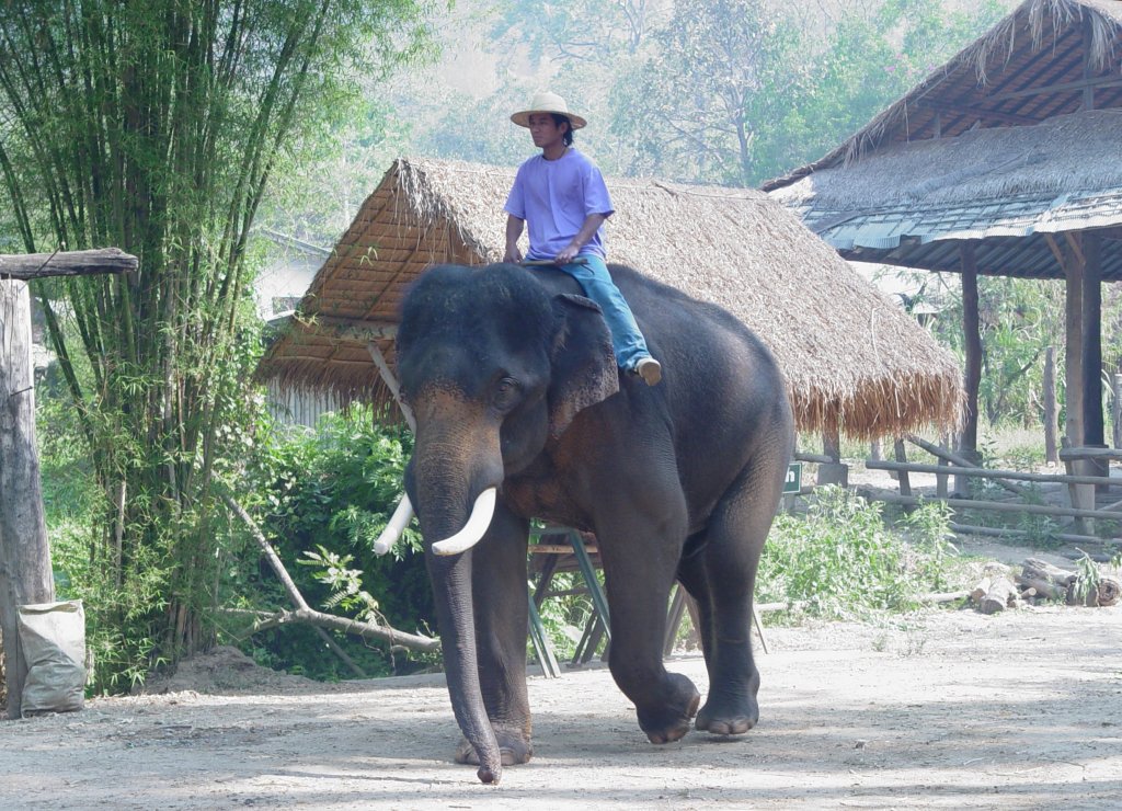 Ein asiatischer Elefant mit seinem Mahout 2007 in einem Elefantencamp in der Nhe von Chiang Mai im Norden Thailands