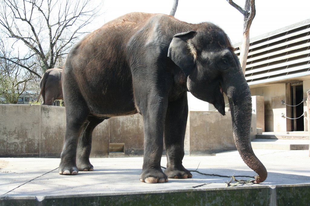 Ein Asiatischer Elefant sucht nach den letzten Zweigen. Wilhelma 30.3.2008.