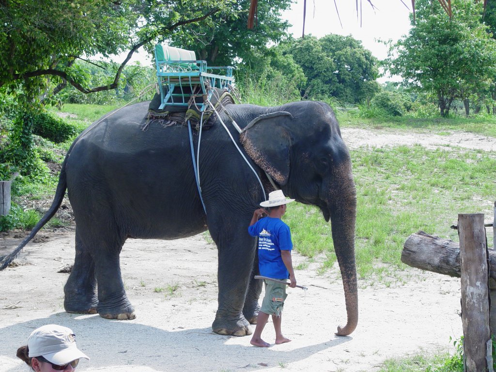 Ein asiatischer Elefant wartet auf Kundschaft, mit denen er einen ca. 1-stndigen Ausflug durch den thailndischen Wald auf der Insel Phuket in Sdthailand unternehmen kann. (04.04.2006)