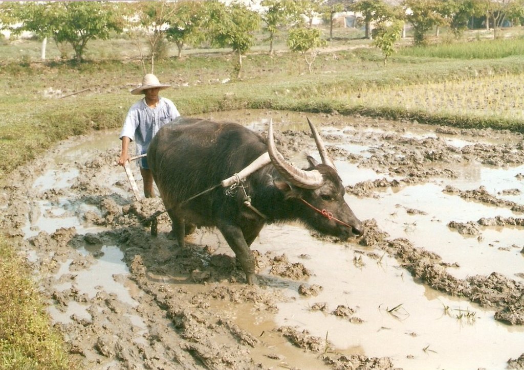 Ein asiatischer Wasserbffel beim pflgen im Mrz 2006