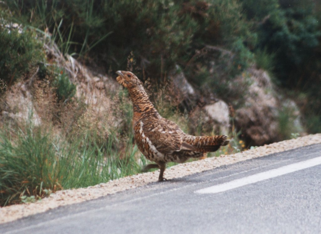 Ein Auerhuhnweibchen (Tetrao urogallus) berquert am 22.7.1994 eine Strasse in Sdnorwegen.