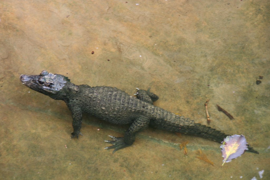 Ein aus Afrika stammendes Stumpfkrokodil (Osteolaemus tetraspis) am 9.1.2010 im Tierpark Berlin.