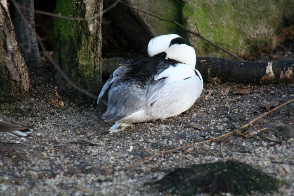 Ein aus Nordeuropa und Nordasien stammender Zwergsger (Mergellus albellus) beim Schlafen in der Tundraanlage des Zoos Dresden am 7.12.2009.