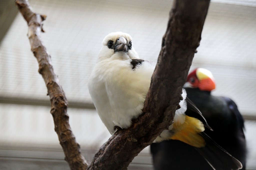 Ein aus Ostafrika stammender Webervogel ist der Starweber (Dinemellia dinemelli). Zoologischer Garten Berlin am 25.2.2010.