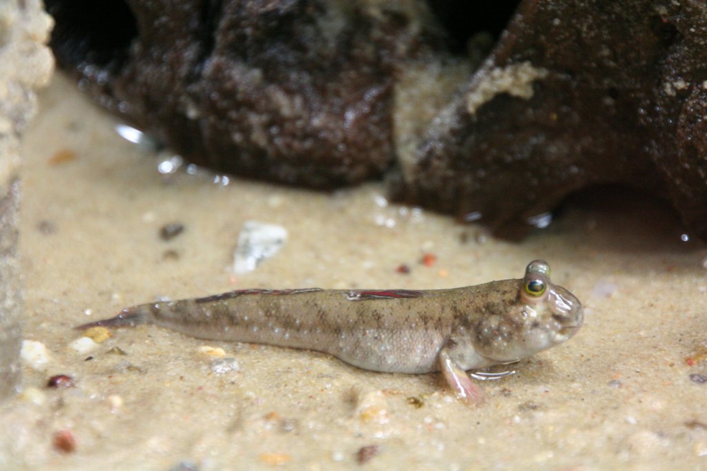 Ein aus Sdostasien stammender Indischer Schlammspringer (Periophthalmus novemradiatus) am 12.12.2009 im Aquarium des Berliner Zoos.