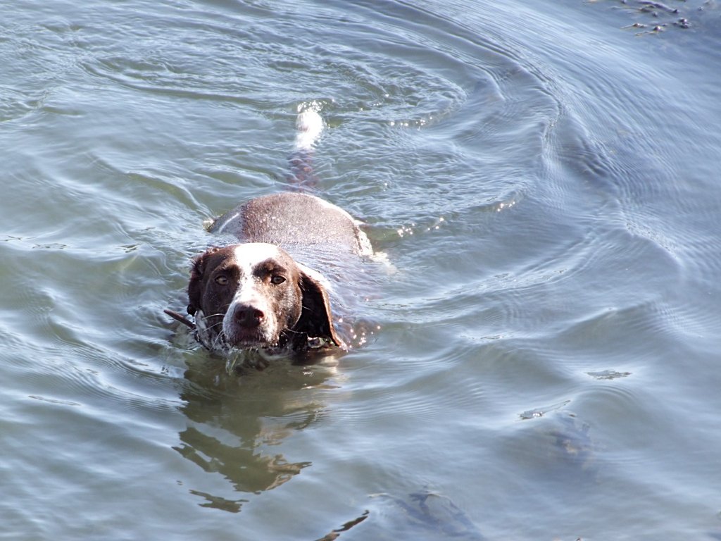  Ein Bad in der Elbe ;090830