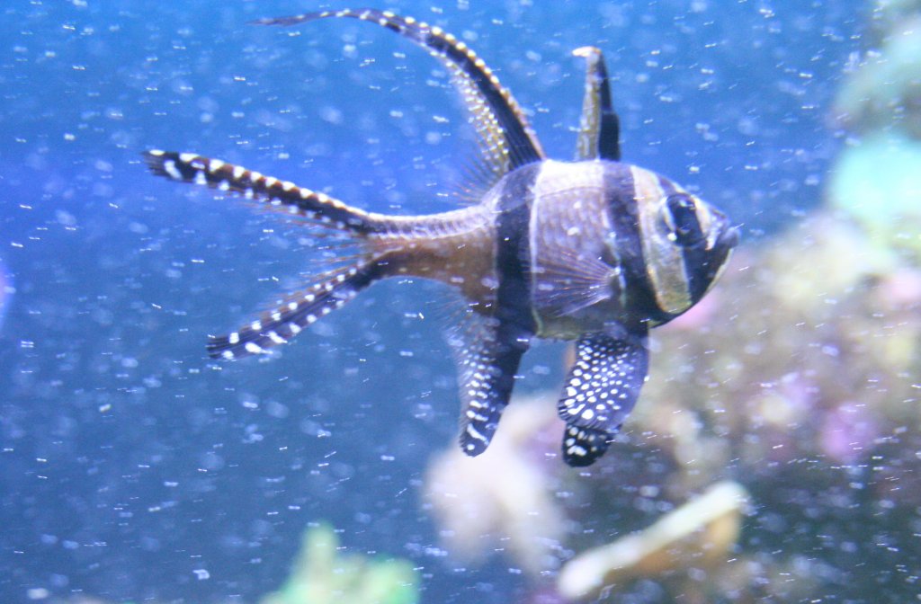 Ein Banggai-Kardinalbarsch (Pterapogon kauderni) im Meerwasserbecken des Aquaria Vattenmuseum im Djurgrden von Stockholm.
