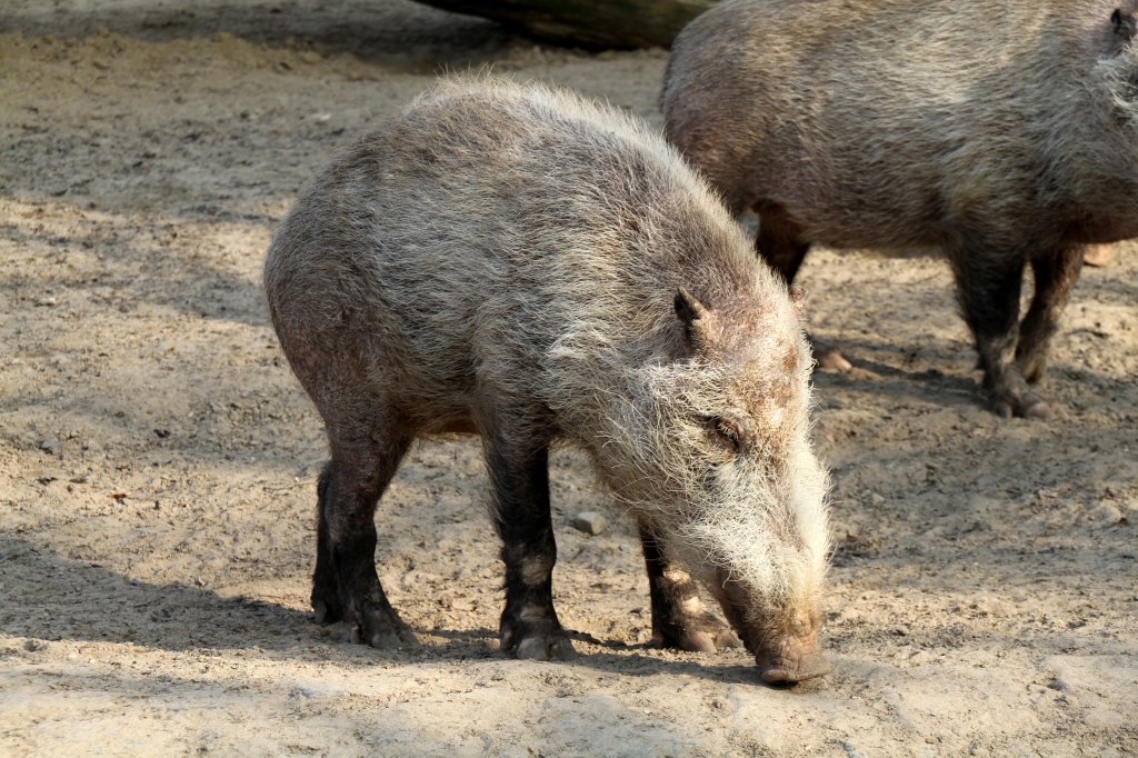 Ein Bartschwein (Sus barbatus) am 11.3.2010 im Zoo Berlin.