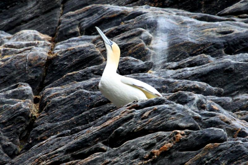 Ein Basstlpel am Vogelfelsen. Runde, 26.05.2011