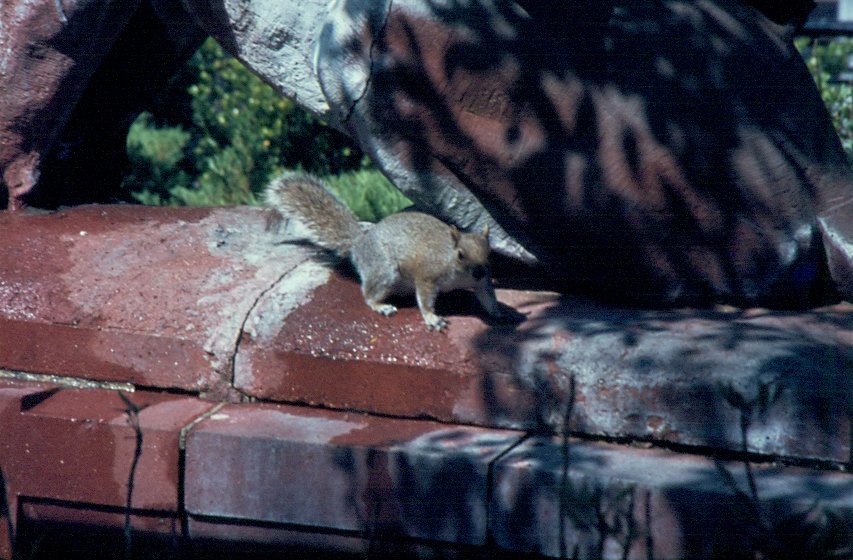 Ein Baumhrnchen in einer Anlage in Savannah / Georgia im April 1984