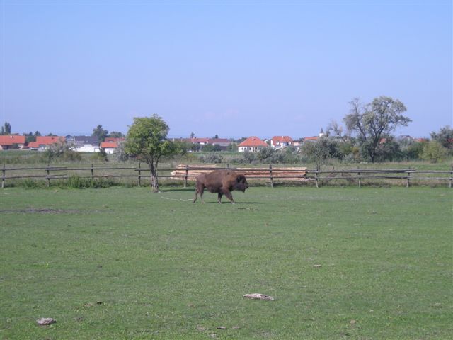 Ein Bison im Burgenland (15.8.2011)
