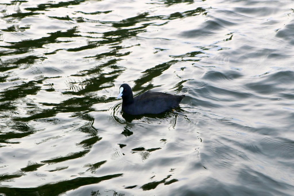 Ein Blsshuhn schwimmt auf dem Sen See am Campingplatz Seeburg im Mansfelder Land (Nordstrand). [19.8.2017 - 8:11 Uhr]