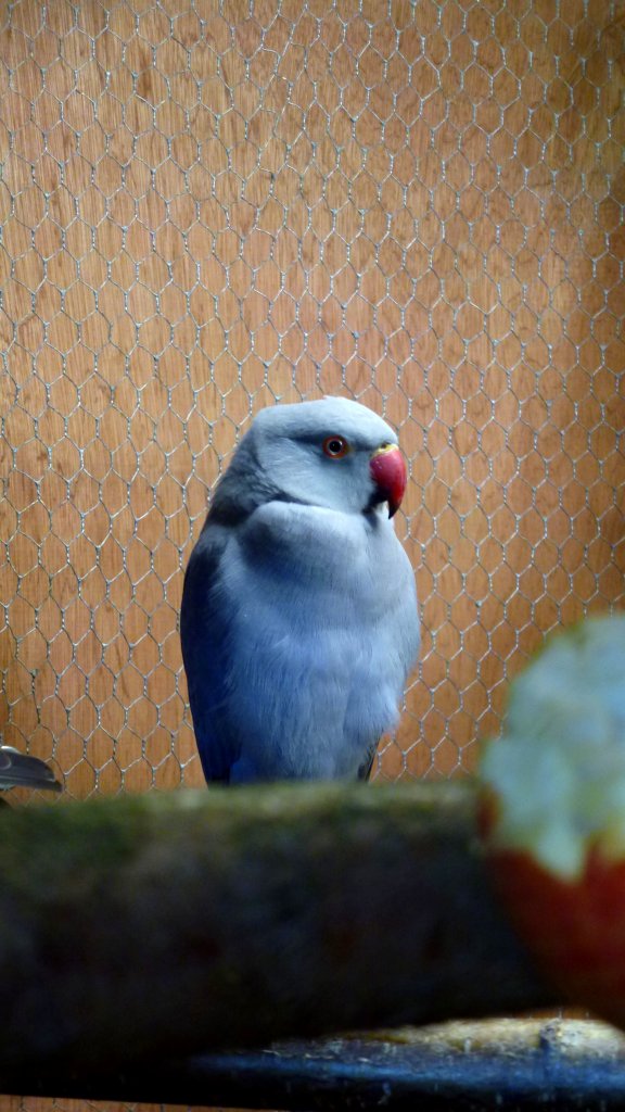 Ein blauer Alexandersittich. Foto 20.10.2012