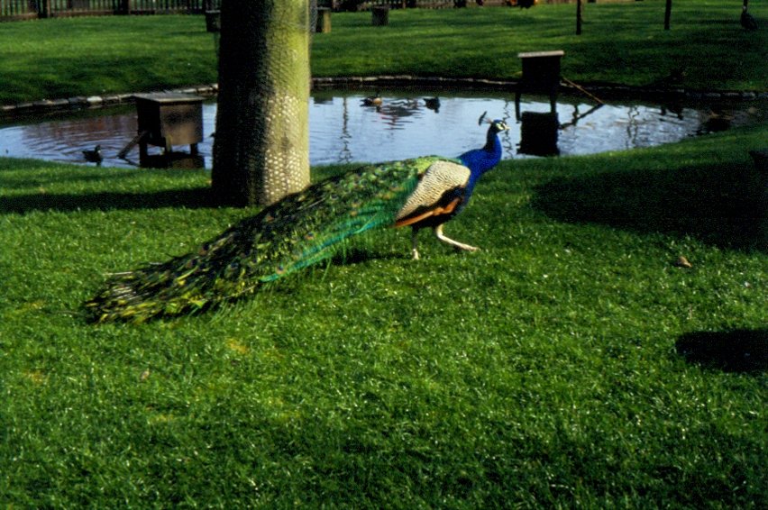 Ein blauer Pfau im Keukenhof in den Niederlande whrend der Tulpenblte 1990