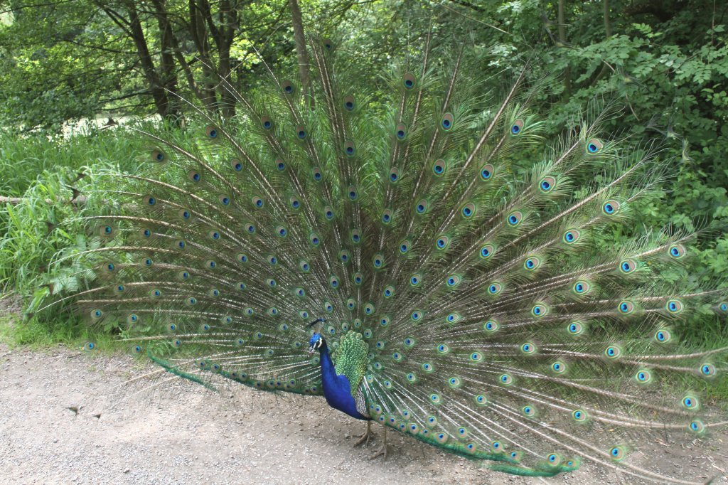 Ein Blauer Pfau (Pavo cristatus) beim Aufrichten seines Rades. Leintalzoo am 22.6.2010.