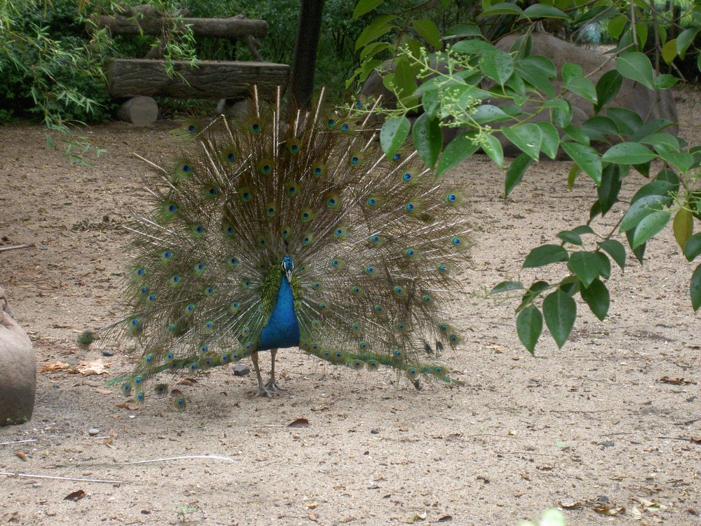 Ein Blauer Pfau (Pavo cristatus) auf Brautschau. Schanghai Juni 2006.