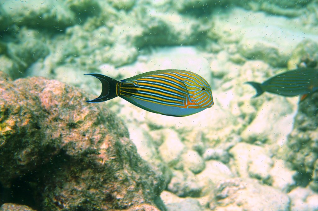 Ein Blaustreifen-Doktorfisch am Hausriff von Nalaguraidhoo/ Sun Island.Malediven, Ari-Atoll am 12.11.2007. 
