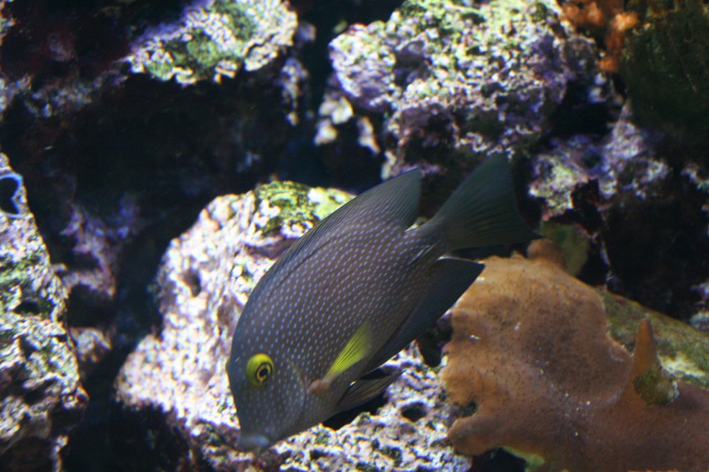 Ein Blautupfen-Borstenzahn-Doktorfisch (Ctenochaetus marginatus) am 12.12.2009 im Aquarium des Berliner Zoos.