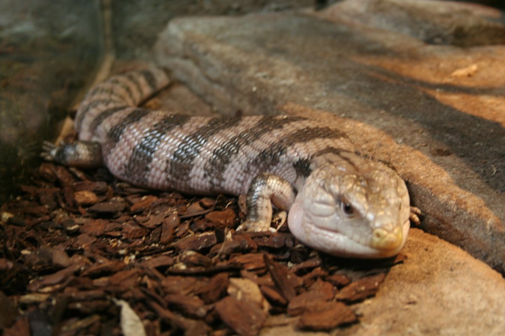 Ein Blauzungenskink (Tiliqua rugosa) am 13.12.2008 im Skansen Aquarium. Diese Tiere kommen aus Australien und Neu-Guinea. Leider hat ernicht seine blaue Zunge gezeigt.