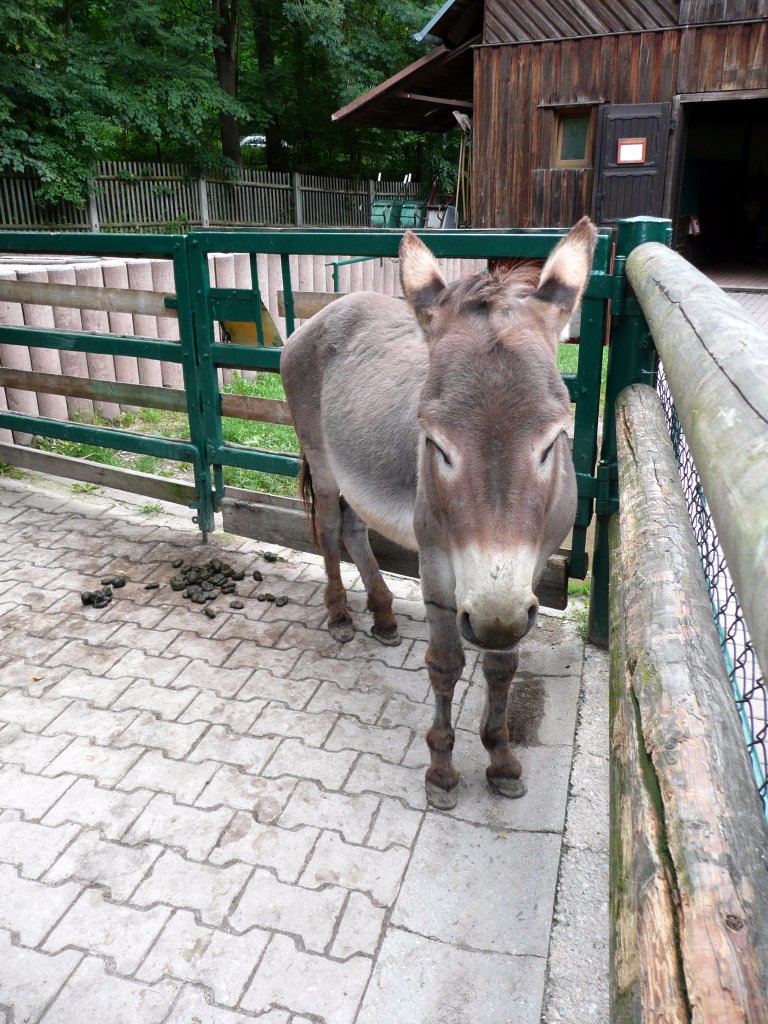 Ein Bser Blick. Brauner Esel. Tierpark Gera