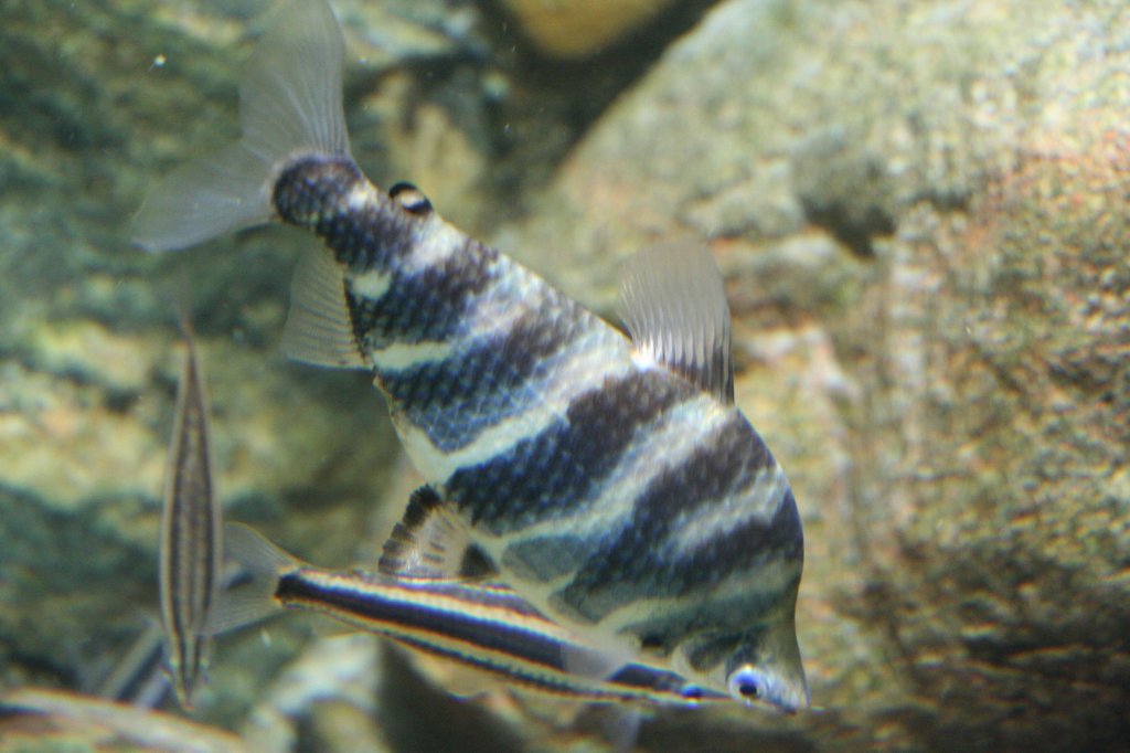 Ein Brachensalmler (Abramites hypselonotus) am 12.12.2009 im Zoo-Aquarium Berlin.