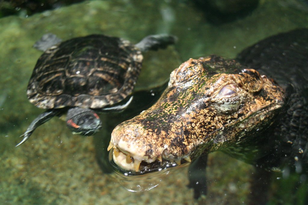 Ein Brauen-Glattstirmkaiman mit einer Rotwangen-Schmuckschildkrte beim gemeinsamen Bad. Zoo-Aquarium Berlin am 12.12.2009.