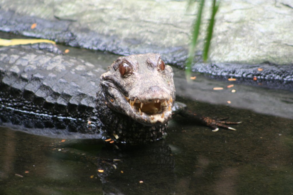 Ein Brauen-Glattstirnkaiman im Leipziger Zoo. 14.9.2008.