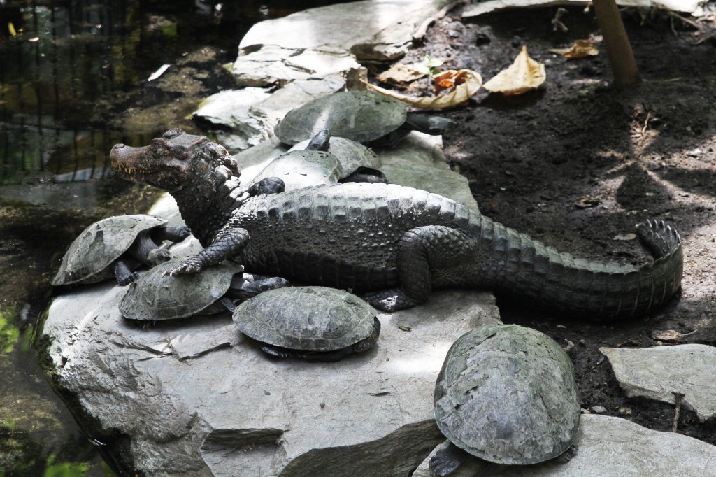 Ein Brauen-Glattstirnkaiman (Paleosuchus palpebrosus) ruht sich auf ein paar Terekay-Schienenschildkrten (Podocnemis unifilis) aus. Zoo Leipzig am 26.6.2010.