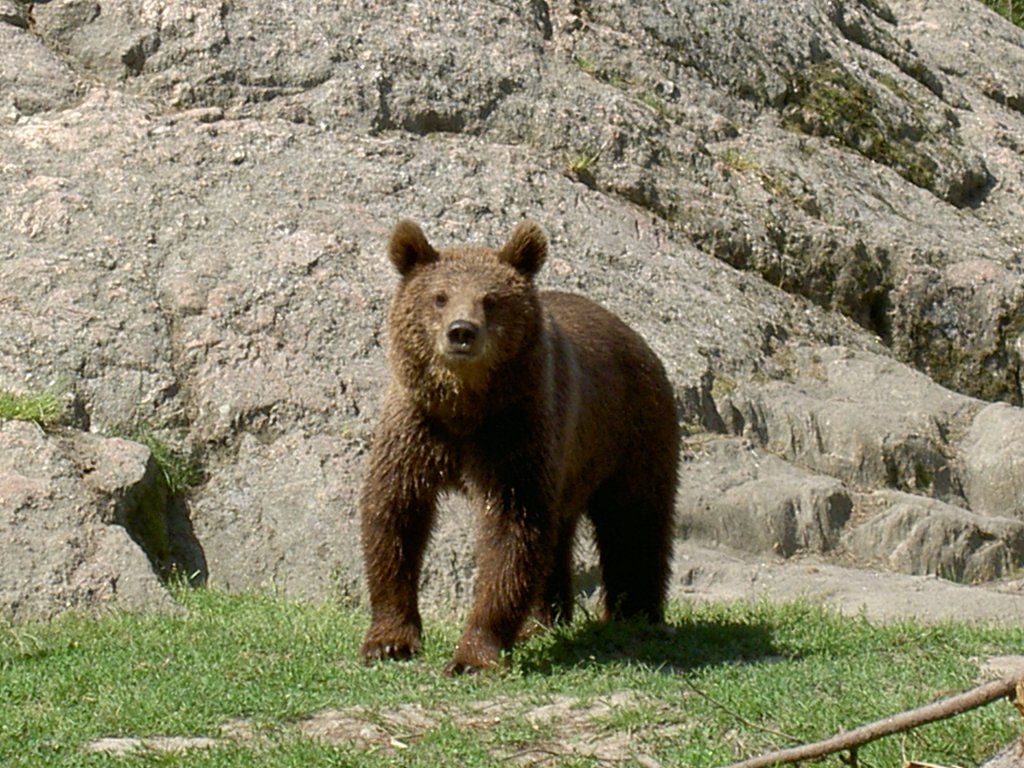 Ein Braunbr auf Wanderung am 2.7.2006 im Tierpark Kolmrden. 
