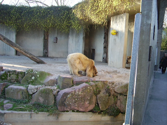 Ein Braunbr in Heidelberger Zoo am 22.01.11