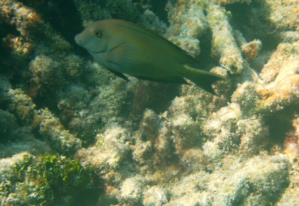 Ein Brauner Doktorfisch (Acanthurus nigrofuscus) in einem Riff innerhalb des Atolls.Malediven, Ari-Atoll am 11.11.2007.
