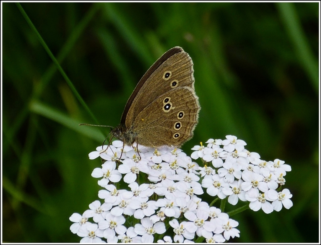 Ein brauner Waldvogel (Aphantopus hyperantus), auch Schornsteinfeger genannt, saugt Nektar an einer Blte mit geschlossenen Flgeln. 05.07.2012 (Hans)