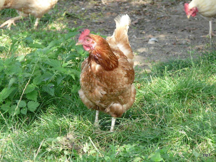 Ein Braunes Huhn .. Bild vom 22.08.2009