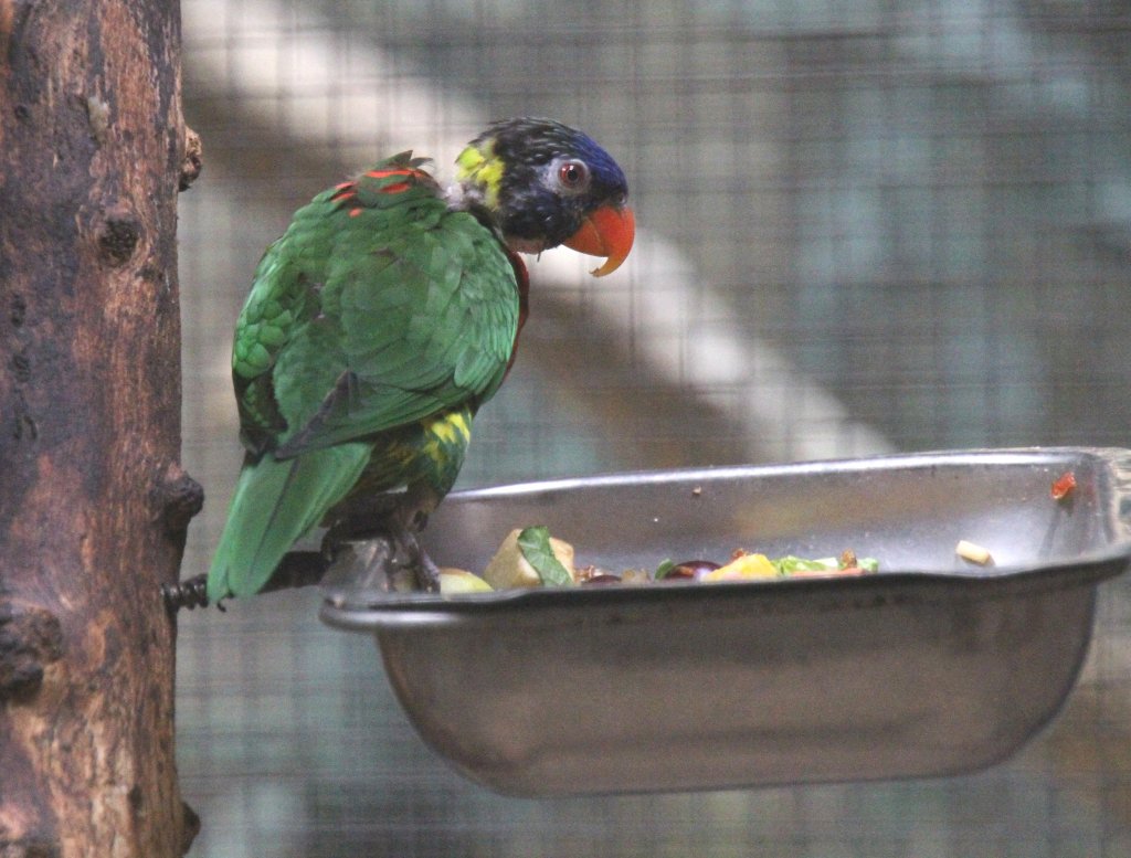 Ein Breitbinden-Allfarblori (Trichoglossus haematodus haematodus), bei dem die gelbe Farbe schon ausgegangen ist. Zoo Berlin am 25.2.2010.