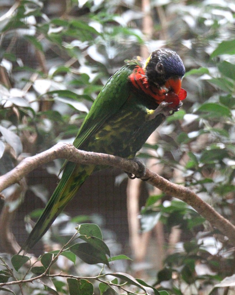 Ein Breitbinden-Allfarblori (Trichoglossus haematodus haematodus) beim Essen einer Weintraube. Zoo Berlin am 25.2.2010.