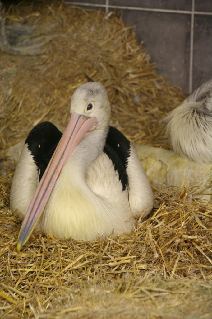 Ein Brillenpelikan (Pelecanus conspicillatus) am 13.12.2009 im Winterquartier im Tierpark Berlin.