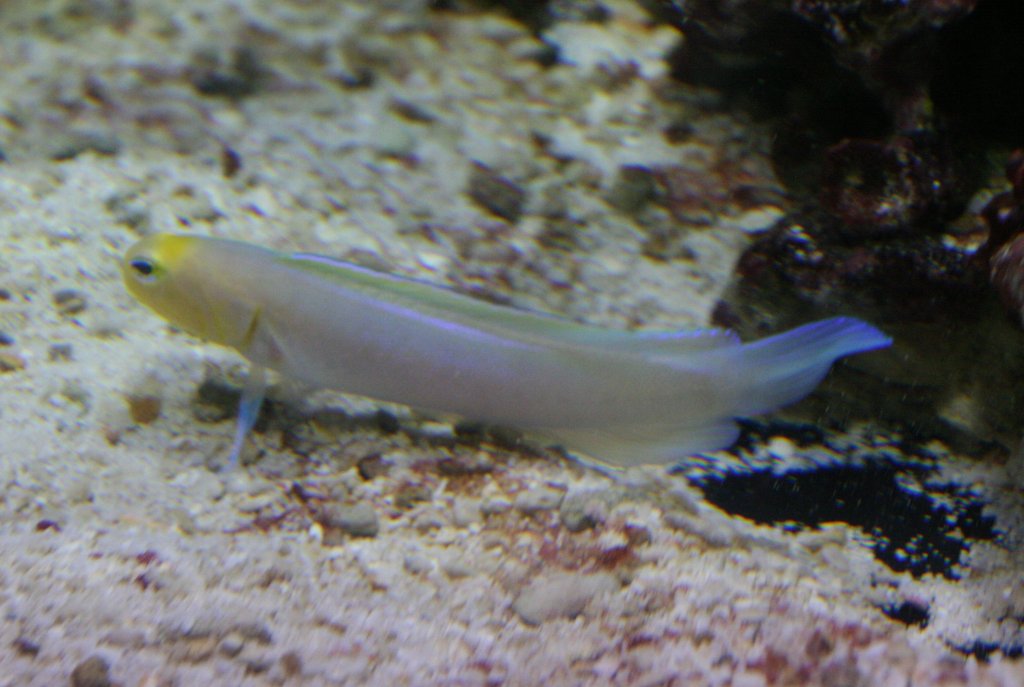 Ein Brunnenbauer der Art Goldstirn-Kieferfisch (Opistognathus aurifrons) am 12.12.2009 im Aquarium des Berliner Zoos.