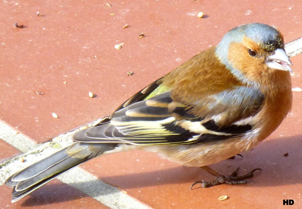 Ein Buchfink (Fringilla coelebs)auf Futtersuche im heimischen Garten Mrz 2013.