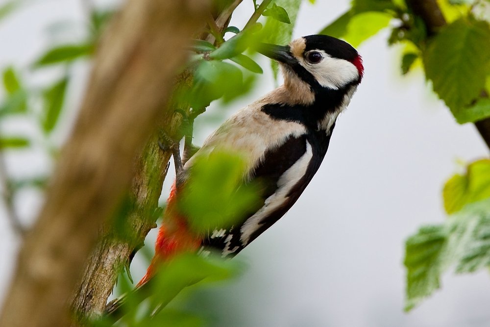 Ein Buntspecht in meinem Garten in Neuburg a.d.Donau.