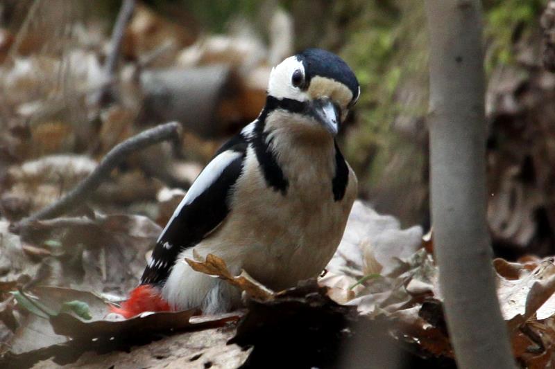 Ein Buntspecht sucht im Laub nach Nahrung; 12.04.2012