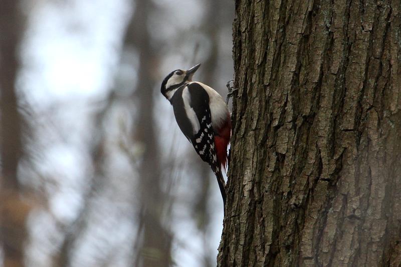 Ein Buntspecht untersucht einen Baum nach Nahrung; 12.04.2012