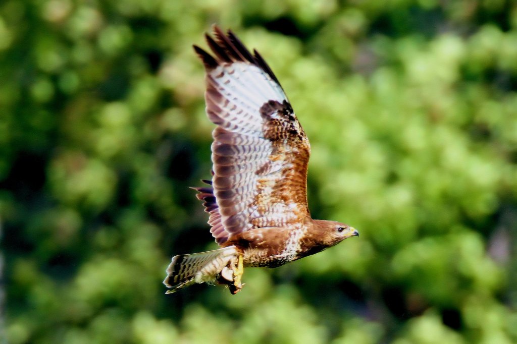 Ein Bussard mit Beute, Kchersberg am 9.7.2011.