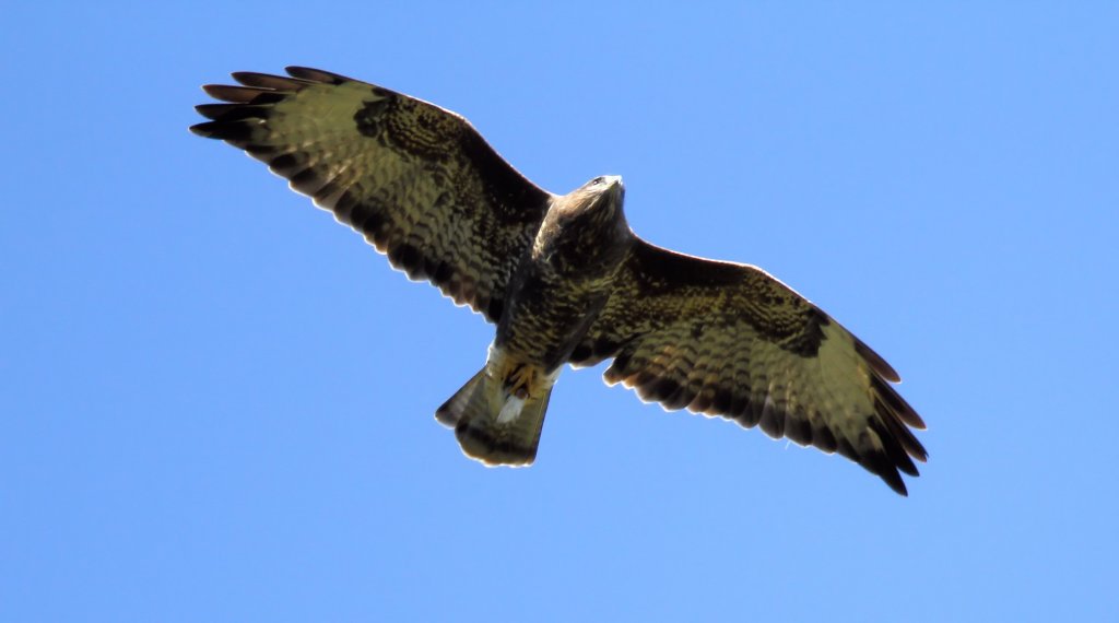 Ein Bussard, der nach einigem Kreisen am Himmel direkt ber mich hinweg flog-30.9.2011.